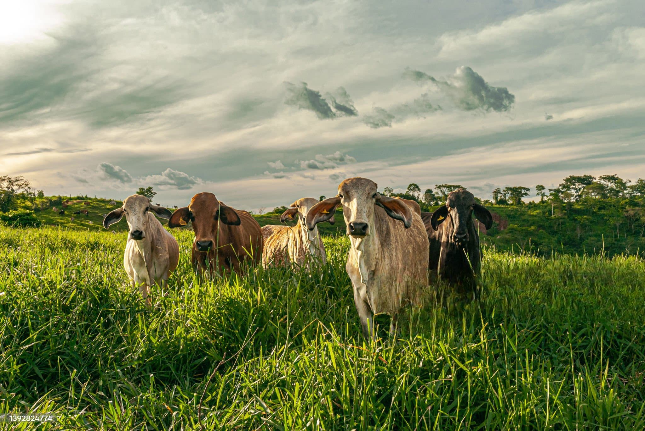 Vista previa de la aplicación MUU Cattle